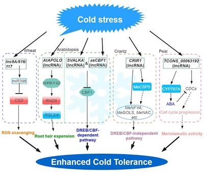 Frontiers | Current Perspectives Of LncRNAs In Abiotic And Biotic ...